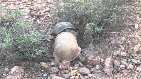 Desert tortoises in the Tucson Mountain Park